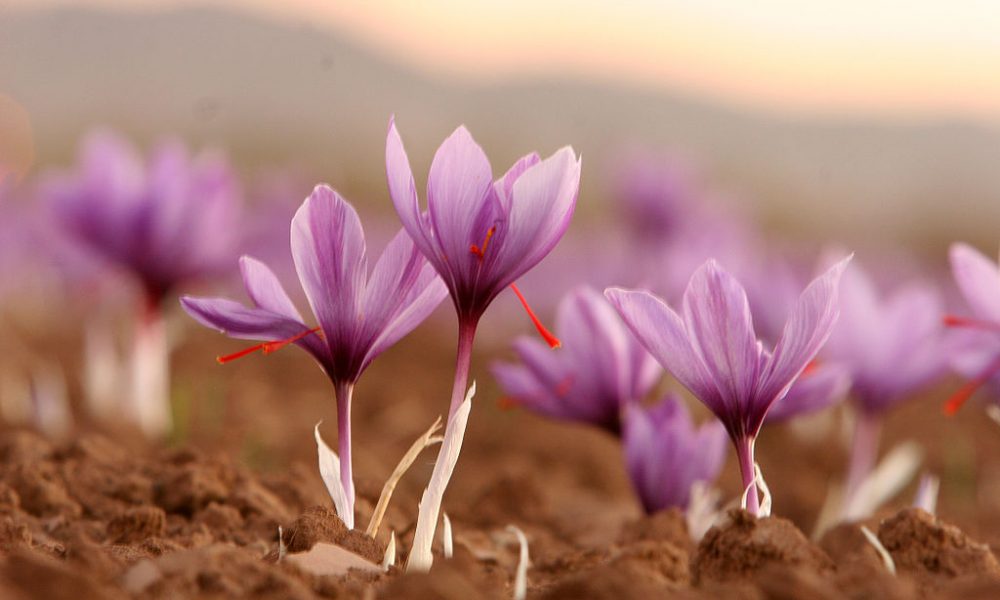 fiori di zafferano saffron