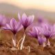 fiori di zafferano saffron